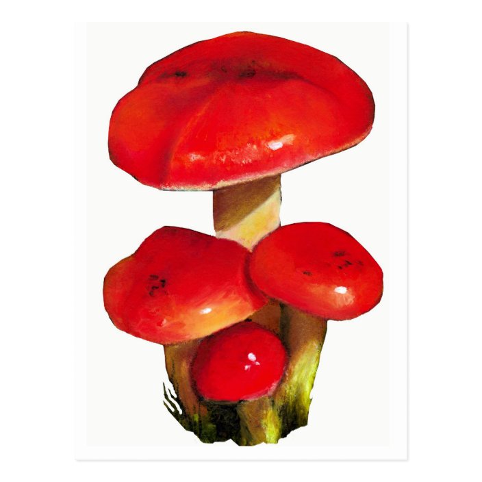 Bright Red Mushrooms Oil Pastel Art on White Postcard