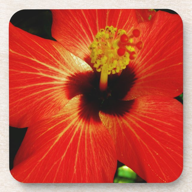 Bright Red Orange  Hibiscus Flower Beverage Coaster (Front)