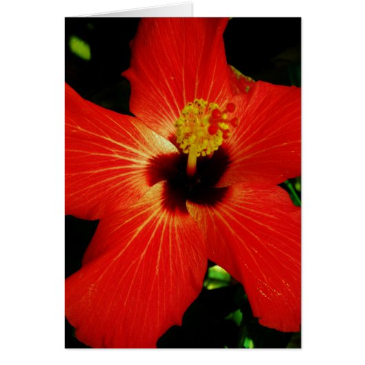 Bright Red Orange Hibiscus Flower Cards (Front)