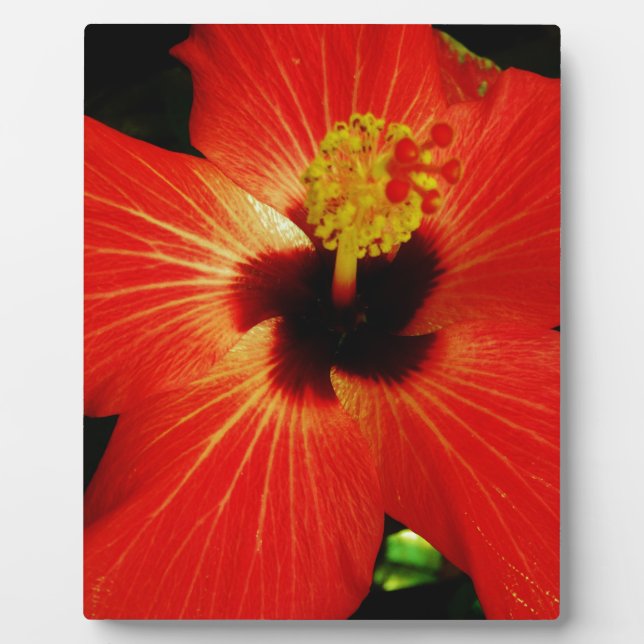 Bright Red Orange  Hibiscus Flower Plaque (Front)