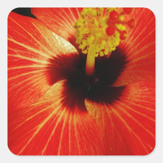 Bright Red Orange  Hibiscus Flower Square Sticker (Front)