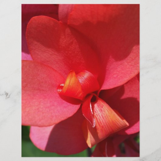 bright red petals (Front)