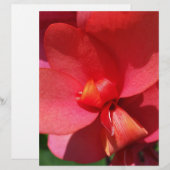 bright red petals (Front/Back)
