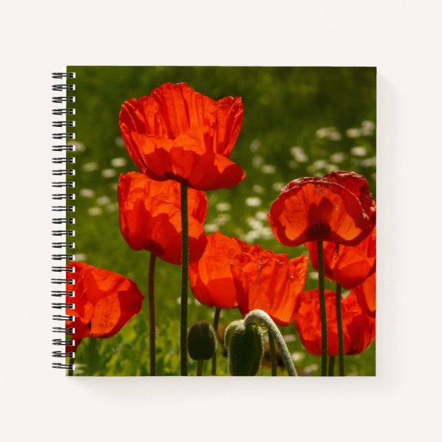 Bright Red Poppy Field Notebook (Front)