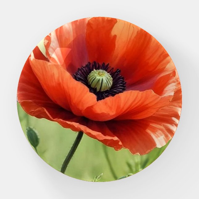 Bright Red poppy Round Paperweight (Front)