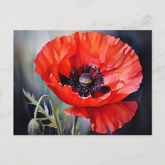 Bright Red Poppy with Dark Center Postcard (Front)