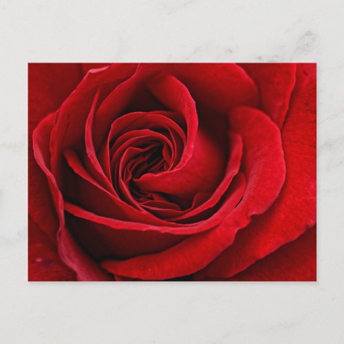 Bright Red Rose Close Up Postcard