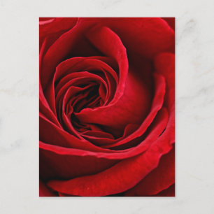 Bright Red Rose Close Up Postcard