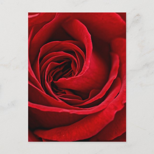 Bright Red Rose Close Up Postcard (Front)
