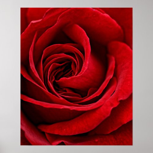 Bright Red Rose Close Up Poster