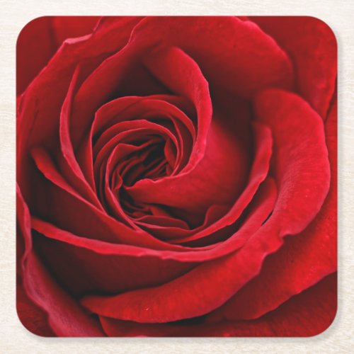 Bright Red Rose Close Up Square Paper Coaster