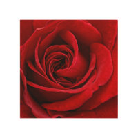 Bright Red Rose Close Up