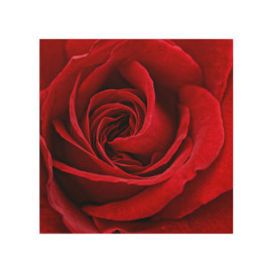 Bright Red Rose Close Up Wood Wall Decor