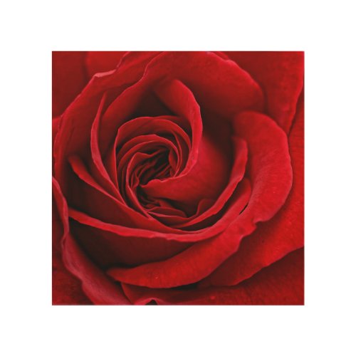 Bright Red Rose Close Up Wood Wall Decor