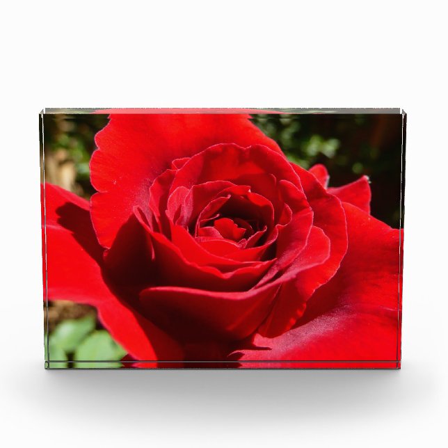 Bright Red Rose Flower Beautiful Floral Acrylic Award (Front)