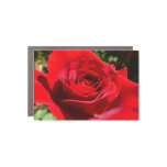 Bright Red Rose Flower Beautiful Floral Car Magnet