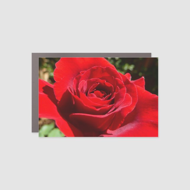 Bright Red Rose Flower Beautiful Floral Car Magnet (Front)