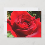 Bright Red Rose Flower Beautiful Floral Card
