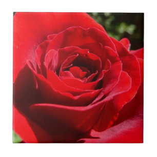 Bright Red Rose Flower Beautiful Floral Ceramic Tile