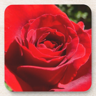Bright Red Rose Flower Beautiful Floral Coaster