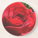 Bright Red Rose Flower Beautiful Floral Drink Coaster