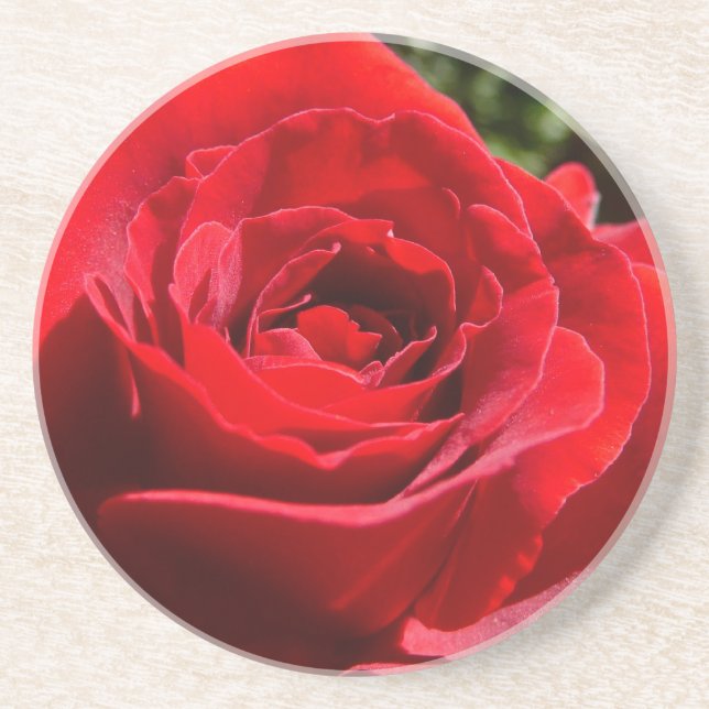 Bright Red Rose Flower Beautiful Floral Drink Coaster (Front)