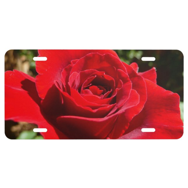 Bright Red Rose Flower Beautiful Floral License Plate (Front)