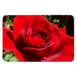 Bright Red Rose Flower Beautiful Floral Magnet