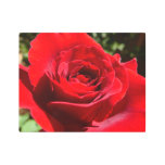 Bright Red Rose Flower Beautiful Floral Metal Print