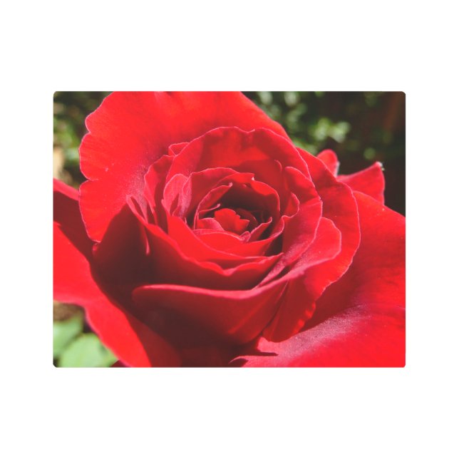 Bright Red Rose Flower Beautiful Floral Metal Print (Front)