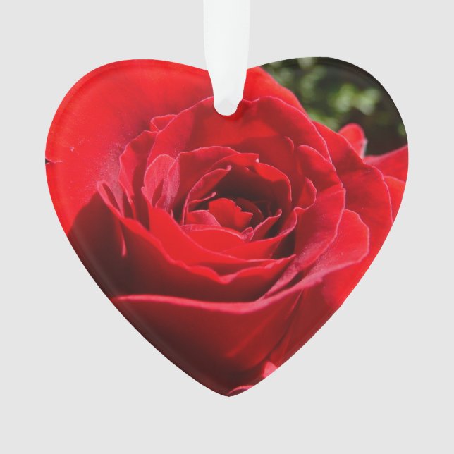 Bright Red Rose Flower Beautiful Floral Ornament (Front)