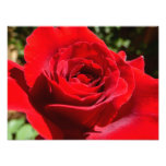 Bright Red Rose Flower Beautiful Floral Photo Print