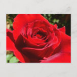 Bright Red Rose Flower Beautiful Floral Postcard