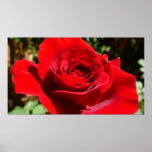 Bright Red Rose Flower Beautiful Floral Poster