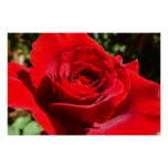 Bright Red Rose Flower Beautiful Floral Poster