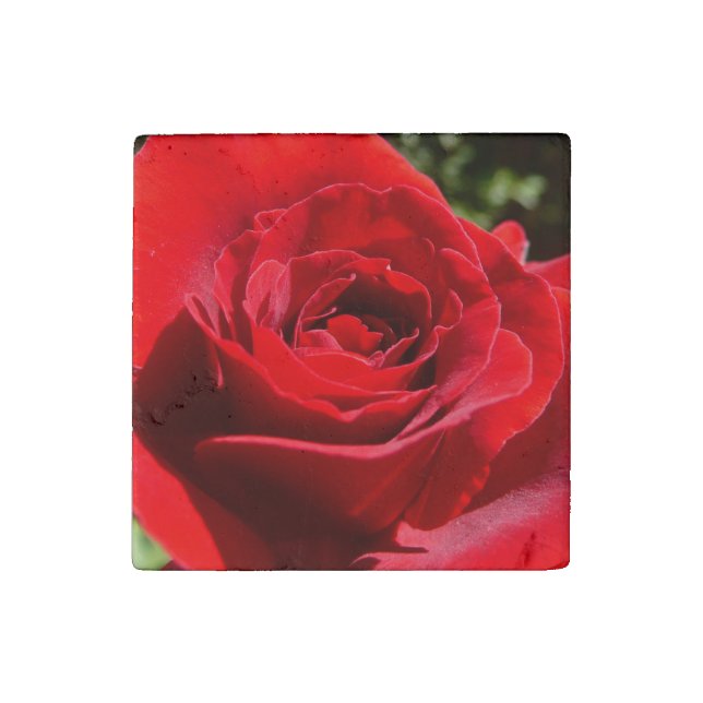 Bright Red Rose Flower Beautiful Floral Stone Magnet (Front)