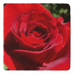 Bright Red Rose Flower Beautiful Floral Trivet