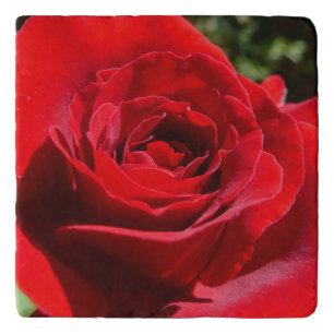 Bright Red Rose Flower Beautiful Floral Trivet