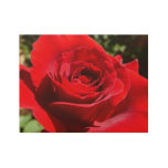 Bright Red Rose Flower Beautiful Floral Wood Poster