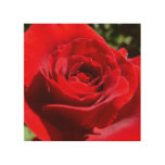 Bright Red Rose Flower Beautiful Floral Wood Wall Art