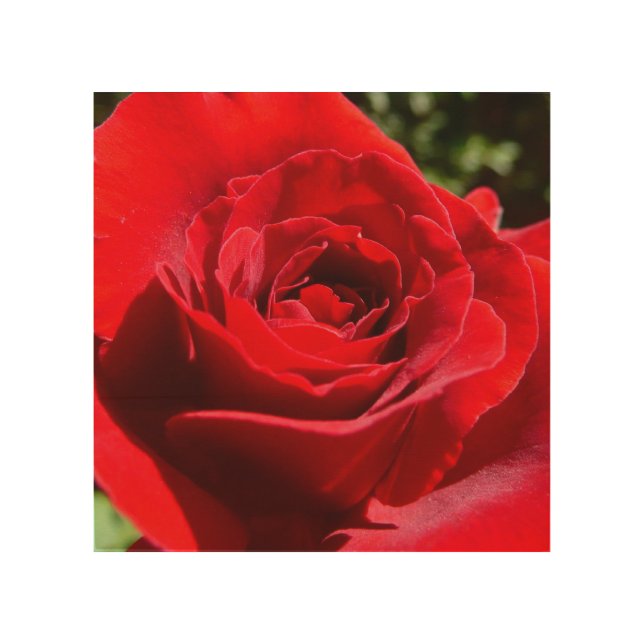 Bright Red Rose Flower Beautiful Floral Wood Wall Art (Front)