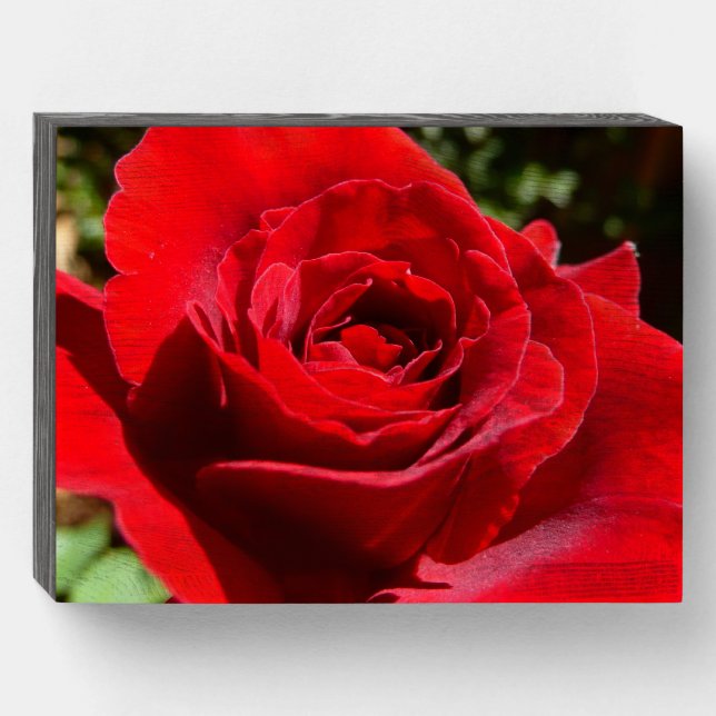 Bright Red Rose Flower Beautiful Floral Wooden Box Sign (Front Horizontal)