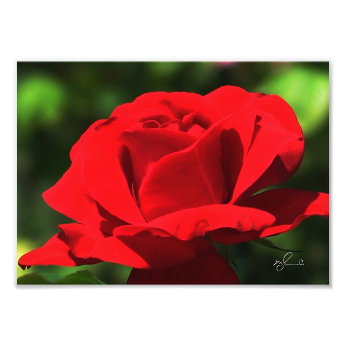 Bright Red Rose Photo Print