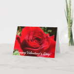 Bright Red Rose Valentine's Day Card
