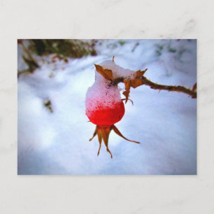 Bright Red Rosehip in Winter Snow Postcard