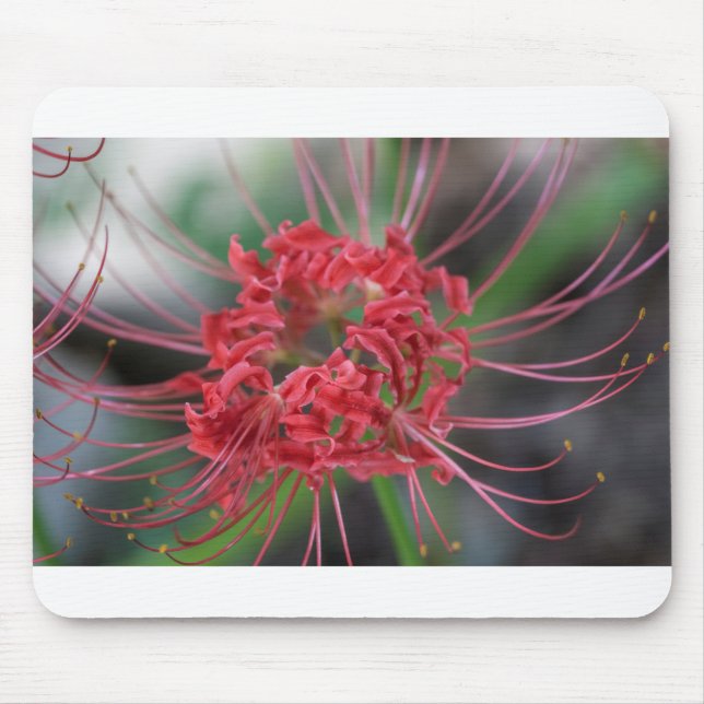 Bright Red Spider Lily - Lycoris radiata Mouse Pad (Front)