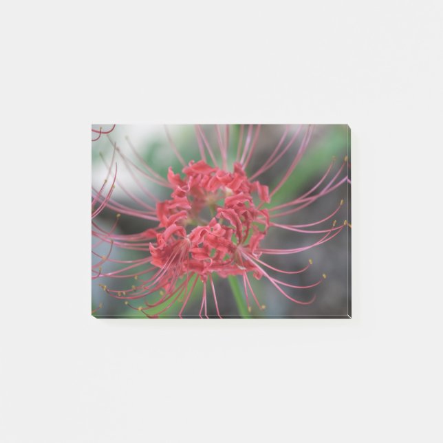Bright Red Spider Lily - Lycoris radiata Post-it Notes (Front)