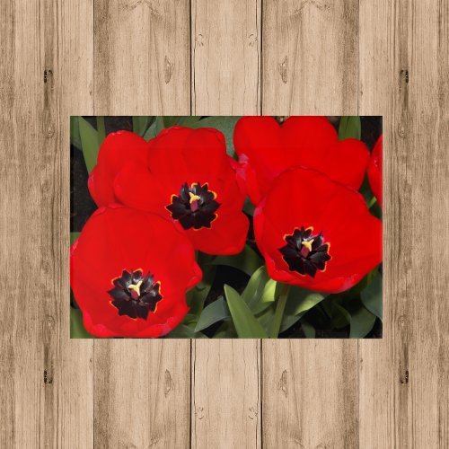 Bright Red Tulip Blooms Floral Acrylic Print