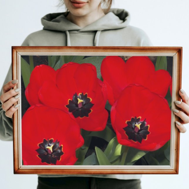 Bright Red Tulip Blooms Floral Poster (In Situ)