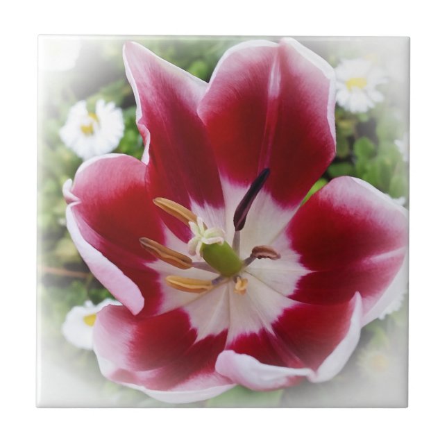 bright red tulip ceramic tile (Front)